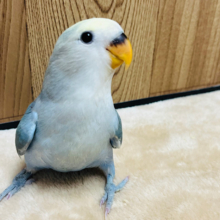 【最新画像更新🪄】表情・仕草にメロメロ必至♡♡コザクラインコ(ブルーチェリーパイド) ヒナ
