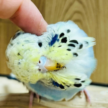 【最新画像更新‪🪄】将来が楽しみなオシャレカラー♪ジャンボセキセイインコ(ノーマルレインボー) ヒナ