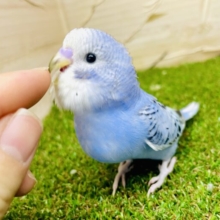 最新画像になりますよ🌟足並み揃えてわんつーさんしー！　セキセイインコ　オパーリン
