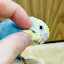 【最新画像更新🪄】シャッター音に反応しちゃう♪セキセイインコ(パステルカラーレインボー) ヒナ
