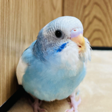 【最新画像更新🪄】シャッター音に反応しちゃう♡セキセイインコ(パイド) ヒナ