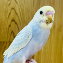 まさに美♡クリクリおめめ♡セキセイインコ(イエローフェイスライラック)