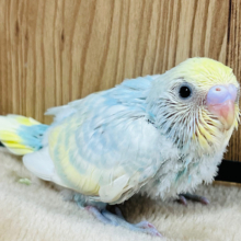 カラフルわたあめちゃん☁️🌈セキセイインコ(パステルカラーレインボー) ヒナ