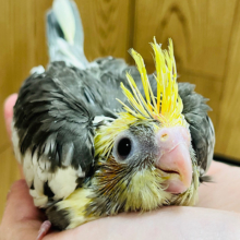 シャイなんです♡タレ目が可愛い♡オカメインコ(パイド) ヒナ