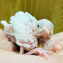 むむむむむ。。。将来は真っ白おもちちゃん♡白文鳥 ヒナ
