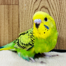 【最新画像更新🪄】ヒナの時期、独り占めしませんか？♡セキセイインコ(オパーリン) ヒナ