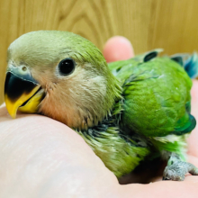 【最新画像更新🪄】癒し系ねむねむインコ♡コザクラインコ(ノーマル) ヒナ
