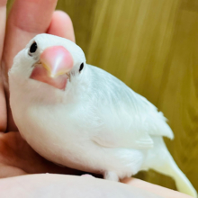 【最新画像更新🪄】まるで双子！？動きがシンクロしちゃう♡白文鳥 ヒナ