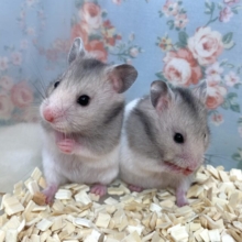 カラーハムスター  2匹   白×グレー🐹✨.ﾟ･*