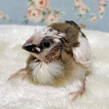 十姉妹  ひよひよちゃん  🐥🪶