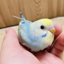 【最新画像更新🪄】将来は愛嬌モンスター？♡セキセイインコ(レインボー) ヒナ