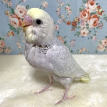 セキセイインコ  イエローフェイスライラックモーブ