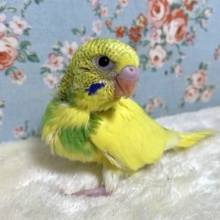 セキセイインコ  イエローパイド  🍋🌱