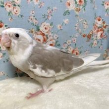 オカメインコ  ホワイトフェイスシナモンパイド   🤍🍩＋°｡