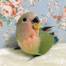 コザクラインコ  ノーマル 🍎🌿‬