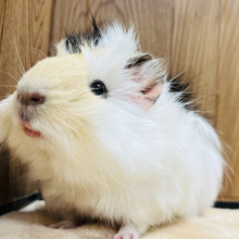 【動画更新🪄】オシャレ番長とは僕のことだよ‪☆アビシニアンモルモット(男の子)