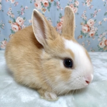 ミニウサギ    白×薄茶 🤍🐰🤎*ﾟ