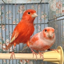カナリア（ 赤ムフク♂×デモフィック♀） ペア❣️