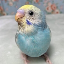 セキセイインコ  パステルレインボーパイド  人気カラーちゃん🌈✨