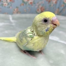 セキセイインコ  パステルレインボークリームパイド🍨🤍🪶