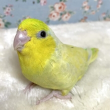 マメルリハ アメリカンイエロー  男の子  🌼💙