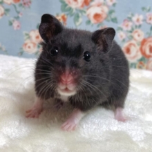 クロクマハムスター  男の子  🖤*。