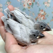 シルバー文鳥  2羽入舎🩶🪶.ﾟ･*
