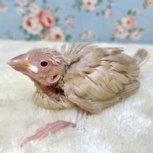 シナモン文鳥  🤎🍎.*･ﾟ