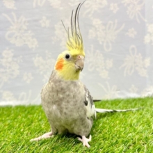 かっこいいモヒカン😎オカメインコ (パール) 2023年3月生まれ