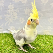 定番人気❗️オカメインコ (パイド) 2023年3月生まれ