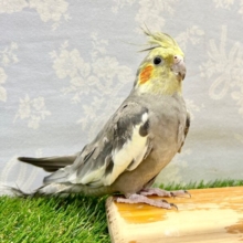 安心サイズ💛オカメインコ(ノーマル) 2023年3月生まれ