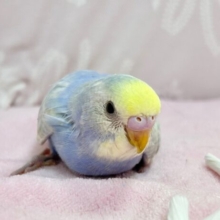 かわいい🩵セキセイインコ (パステルレインボー) 2023年10月生まれ