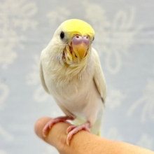 人気カラー✨️セキセイインコ (イエローフェイスライラック) 2023年10月生まれ