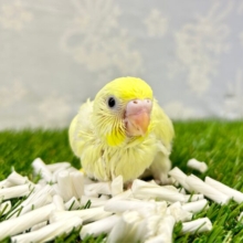 優しいカラー💛セキセイインコ(クリーム) 2023年11月生まれ
