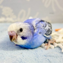 淡い青‪💙セキセイインコ (オパーリン) 2023年11月生まれ