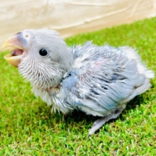 🫧🫧例えばサイダーみたいにもっとシュワシュワしちゃってもいいかも🫧🫧　コザクラインコ　ブルーオパーリン