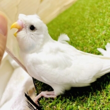 ふわふわ☁️魔法にかけられて吸い込まれる視線🪄　羽衣セキセイインコ　ダブルファクター