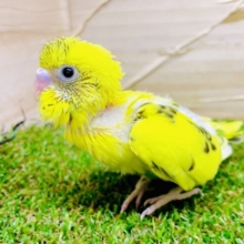 おっちょこちょい！？🟡寄り道好きなのー！　セキセイインコ　ハルクイン