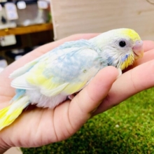 遊びゴコロたくさん🫶溢れるほどに満タン🩵💛　セキセイインコ　パステルレインボーパイド