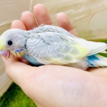 🌈この指止まってピーポー🌈　セキセイインコ　パステルレインボーパイド　グレーウィング🩶