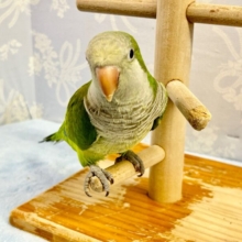 抹茶ちゃん🍵オキナインコ (グリーン) 2023年4月生まれ