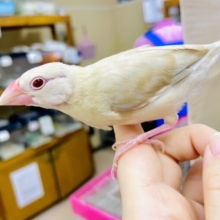 さし餌2回🤎淡い色合いミルクティーちゃんだよっ🧋　シナモン文鳥