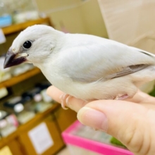 最新画像になりますよ⭐️君想いは崩れない⭐️譲れない😉　シルバー文鳥