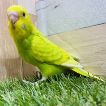 最新画像有り☆明るくてパワーをもらえます✨セキセイインコスパングル！