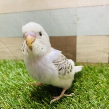 最新画像有り❗️淡いシナモンカラーが可愛いすぎます💕セキセイインコシナモンパイド❗️