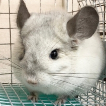 チンチラ（パイド）　白多めなもちもちボディ！