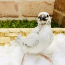 【最新画像更新☆☆】ウトウト・・・気持ちよくなってきました～　シルバー文鳥