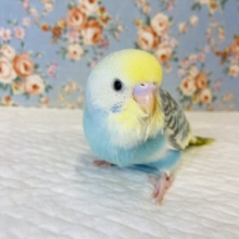眩いほどに輝いちゃう❤︎💫手乗りセキセイインコ(レインボー)🫧
