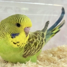 最新画像✨️元気いっぱい❗️💪ジャンボセキセイインコ 2023年11月生まれ