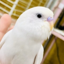【最新画像更新☆☆】人気カラーの１羽！！　ご飯くださいよ～　せキセイインコ